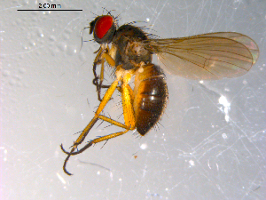  ( - 10PROBE-11739)  @13 [ ] CreativeCommons - Attribution (2011) CBG Photography Group Centre for Biodiversity Genomics