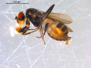  ( - 10PROBE-11794)  @12 [ ] CreativeCommons - Attribution (2011) CBG Photography Group Centre for Biodiversity Genomics
