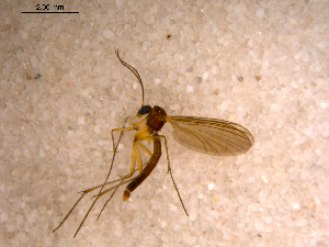  ( - 10PROBE-11801)  @12 [ ] CreativeCommons - Attribution (2011) CBG Photography Group Centre for Biodiversity Genomics