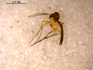  ( - 10PROBE-11803)  @13 [ ] CreativeCommons - Attribution (2011) CBG Photography Group Centre for Biodiversity Genomics