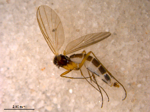  ( - 10PROBE-11822)  @13 [ ] CreativeCommons - Attribution (2011) CBG Photography Group Centre for Biodiversity Genomics