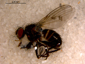  ( - 10PROBE-11843)  @13 [ ] CreativeCommons - Attribution (2011) CBG Photography Group Centre for Biodiversity Genomics