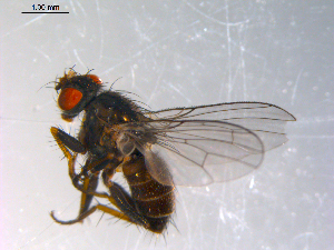  ( - 10PROBE-11914)  @13 [ ] CreativeCommons - Attribution (2011) CBG Photography Group Centre for Biodiversity Genomics