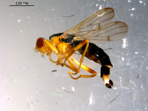  ( - 10PROBE-11985)  @13 [ ] CreativeCommons - Attribution (2011) CBG Photography Group Centre for Biodiversity Genomics