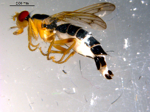  ( - 10PROBE-11986)  @13 [ ] CreativeCommons - Attribution (2011) CBG Photography Group Centre for Biodiversity Genomics