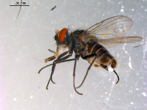  ( - 10PROBE-11990)  @13 [ ] CreativeCommons - Attribution (2011) CBG Photography Group Centre for Biodiversity Genomics