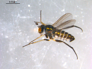  ( - 10PROBE-12068)  @12 [ ] CreativeCommons - Attribution (2011) CBG Photography Group Centre for Biodiversity Genomics