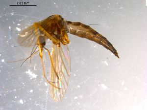  ( - 10PROBE-12089)  @13 [ ] CreativeCommons - Attribution (2011) CBG Photography Group Centre for Biodiversity Genomics