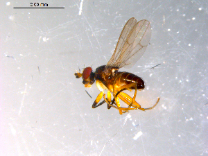  ( - 10PROBE-12107)  @12 [ ] CreativeCommons - Attribution (2011) CBG Photography Group Centre for Biodiversity Genomics