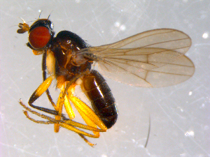  ( - 10PROBE-12118)  @13 [ ] CreativeCommons - Attribution (2011) CBG Photography Group Centre for Biodiversity Genomics