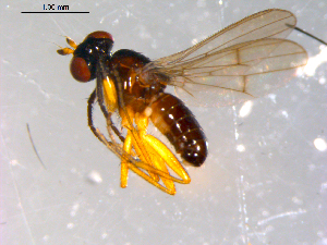  ( - 10PROBE-12124)  @13 [ ] CreativeCommons - Attribution (2011) CBG Photography Group Centre for Biodiversity Genomics