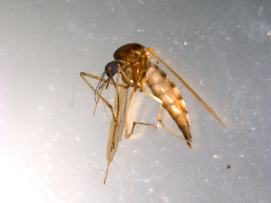  (Aedes pionips - 10PROBE-12145)  @14 [ ] CreativeCommons - Attribution (2011) CBG Photography Group Centre for Biodiversity Genomics