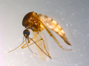  ( - 10PROBE-12146)  @13 [ ] CreativeCommons - Attribution (2011) CBG Photography Group Centre for Biodiversity Genomics