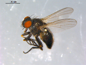  ( - 10PROBE-12303)  @13 [ ] CreativeCommons - Attribution (2011) CBG Photography Group Centre for Biodiversity Genomics