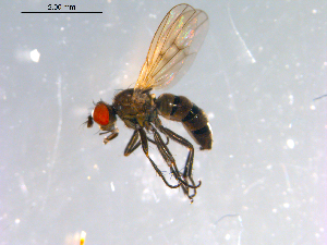  ( - 10PROBE-12304)  @13 [ ] CreativeCommons - Attribution (2011) CBG Photography Group Centre for Biodiversity Genomics