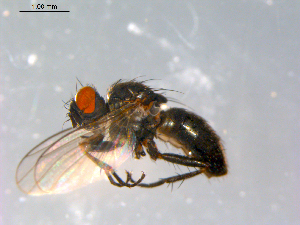  ( - 10PROBE-12307)  @13 [ ] CreativeCommons - Attribution (2011) CBG Photography Group Centre for Biodiversity Genomics