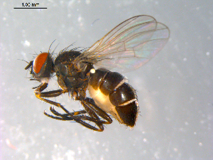  ( - 10PROBE-12360)  @13 [ ] CreativeCommons - Attribution (2011) CBG Photography Group Centre for Biodiversity Genomics