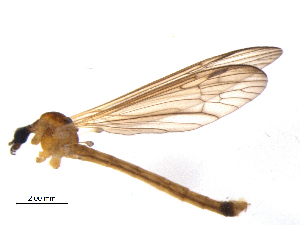  ( - 10PROBE-12363)  @11 [ ] CreativeCommons - Attribution (2011) CBG Photography Group Centre for Biodiversity Genomics