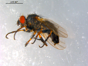  ( - 10PROBE-12369)  @13 [ ] CreativeCommons - Attribution (2011) CBG Photography Group Centre for Biodiversity Genomics