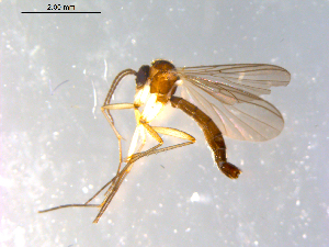  ( - 10PROBE-12388)  @13 [ ] CreativeCommons - Attribution (2011) CBG Photography Group Centre for Biodiversity Genomics