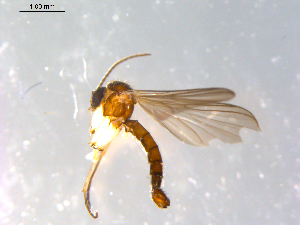  ( - 10PROBE-12390)  @13 [ ] CreativeCommons - Attribution (2011) CBG Photography Group Centre for Biodiversity Genomics