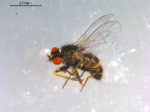  ( - 10PROBE-12422)  @13 [ ] CreativeCommons - Attribution (2011) CBG Photography Group Centre for Biodiversity Genomics