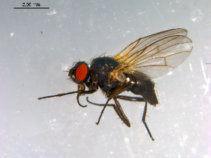  ( - 10PROBE-12423)  @13 [ ] CreativeCommons - Attribution (2011) CBG Photography Group Centre for Biodiversity Genomics