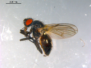  ( - 10PROBE-12424)  @13 [ ] CreativeCommons - Attribution (2011) CBG Photography Group Centre for Biodiversity Genomics