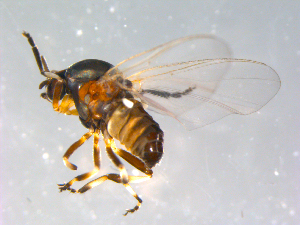  ( - 10PROBE-12437)  @13 [ ] CreativeCommons - Attribution (2011) CBG Photography Group Centre for Biodiversity Genomics