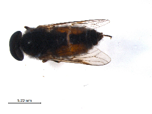  (Hybomitra frontalis - 10PROBE-12449)  @14 [ ] CreativeCommons - Attribution (2011) CBG Photography Group Centre for Biodiversity Genomics