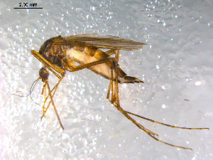  ( - 10PROBE-12456)  @13 [ ] CreativeCommons - Attribution (2011) CBG Photography Group Centre for Biodiversity Genomics