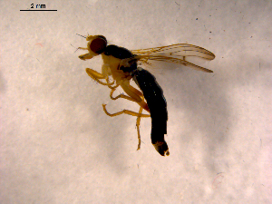  ( - 10PROBE-12463)  @13 [ ] CreativeCommons - Attribution (2011) CBG Photography Group Centre for Biodiversity Genomics