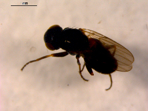 ( - 10PROBE-12480)  @12 [ ] CreativeCommons - Attribution (2011) CBG Photography Group Centre for Biodiversity Genomics