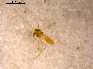  ( - 10PROBE-12500)  @13 [ ] CreativeCommons - Attribution (2011) CBG Photography Group Centre for Biodiversity Genomics