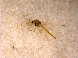  ( - 10PROBE-12501)  @13 [ ] CreativeCommons - Attribution (2011) CBG Photography Group Centre for Biodiversity Genomics