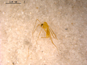  ( - 10PROBE-12502)  @12 [ ] CreativeCommons - Attribution (2011) CBG Photography Group Centre for Biodiversity Genomics