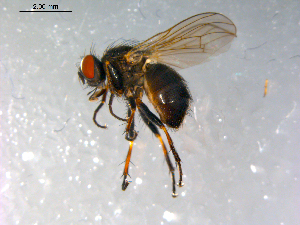  ( - 10PROBE-12507)  @13 [ ] CreativeCommons - Attribution (2011) CBG Photography Group Centre for Biodiversity Genomics