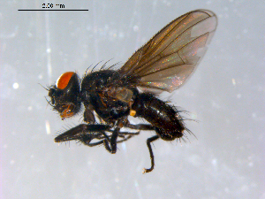  ( - 10PROBE-12550)  @13 [ ] CreativeCommons - Attribution (2011) CBG Photography Group Centre for Biodiversity Genomics