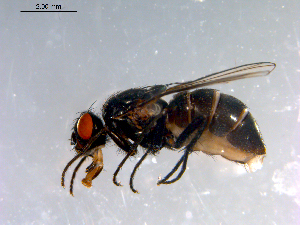  ( - 10PROBE-12564)  @13 [ ] CreativeCommons - Attribution (2011) CBG Photography Group Centre for Biodiversity Genomics