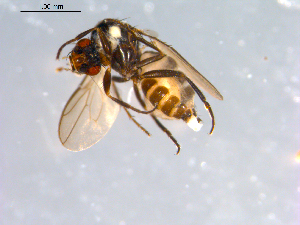  ( - 10PROBE-12608)  @12 [ ] CreativeCommons - Attribution (2011) CBG Photography Group Centre for Biodiversity Genomics