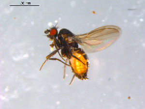  ( - 10PROBE-12609)  @12 [ ] CreativeCommons - Attribution (2011) CBG Photography Group Centre for Biodiversity Genomics