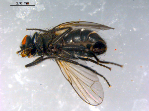  ( - 10PROBE-12612)  @12 [ ] CreativeCommons - Attribution (2011) CBG Photography Group Centre for Biodiversity Genomics