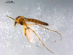  ( - 10PROBE-12636)  @13 [ ] CreativeCommons - Attribution (2011) CBG Photography Group Centre for Biodiversity Genomics