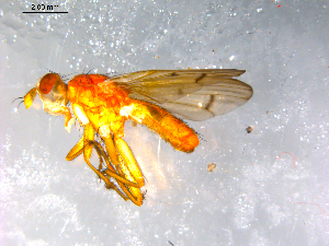  ( - 10PROBE-12654)  @12 [ ] CreativeCommons - Attribution (2011) CBG Photography Group Centre for Biodiversity Genomics