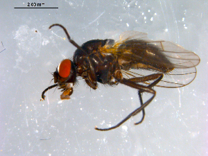  ( - 10PROBE-12675)  @13 [ ] CreativeCommons - Attribution (2011) CBG Photography Group Centre for Biodiversity Genomics