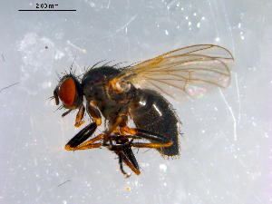  ( - 10PROBE-12676)  @13 [ ] CreativeCommons - Attribution (2011) CBG Photography Group Centre for Biodiversity Genomics