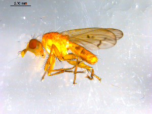  ( - 10PROBE-12686)  @13 [ ] CreativeCommons - Attribution (2011) CBG Photography Group Centre for Biodiversity Genomics