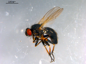  ( - 10PROBE-12714)  @13 [ ] CreativeCommons - Attribution (2011) CBG Photography Group Centre for Biodiversity Genomics