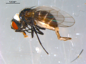  ( - 10PROBE-12755)  @13 [ ] CreativeCommons - Attribution (2011) CBG Photography Group Centre for Biodiversity Genomics