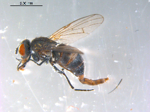 ( - 10PROBE-12756)  @13 [ ] CreativeCommons - Attribution (2011) CBG Photography Group Centre for Biodiversity Genomics